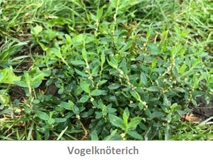 Vogelknöterich