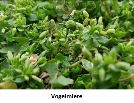 Vogelmiere